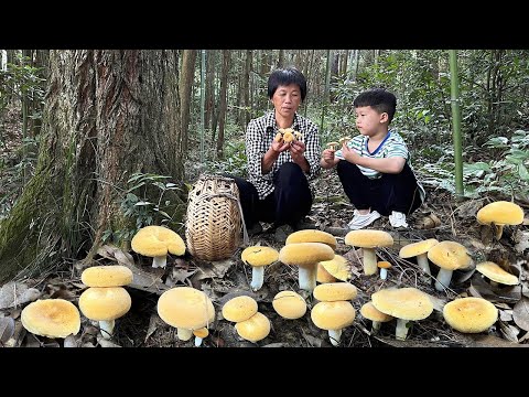 Видео: Молочные грибы в горах, кремово-желтые, жареные и вареные очень сладкие и вкусные