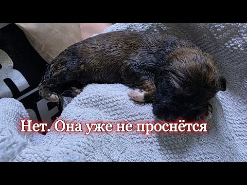 Видео: Вторая неделя борьбы за жизнь... или смерть