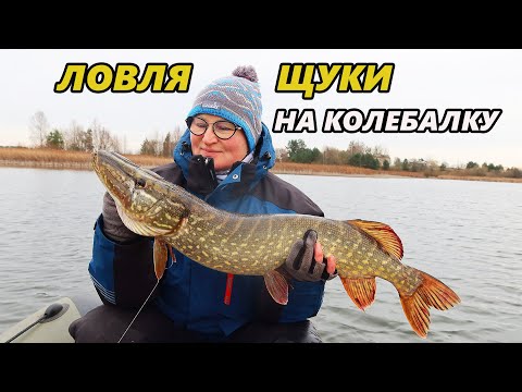 Видео: Ловля щуки на колебалку