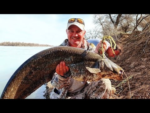 Видео: ПЕРВАЯ РЫБАЛКА НА СОМА НА РЕКЕ СЫРДАРЬЯ 08.04.2024