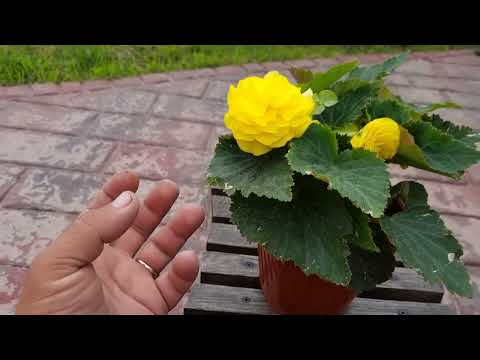 Видео: Обзор бегонии клубневой Нон Стоп, как росла, как растёт, в чем нуждается.