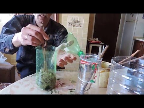 Видео: Домашнее укоренение черенков.Часть 3