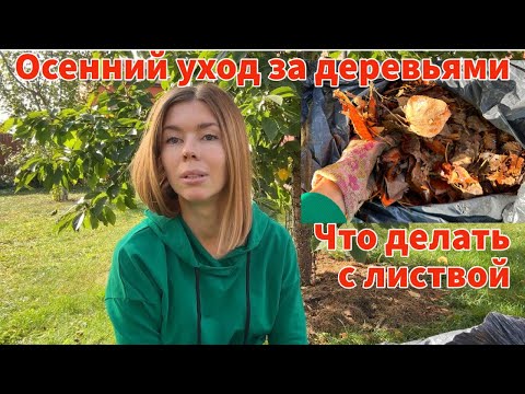 Видео: Осенний уход за плодовыми деревьями. Как с пользой применить листовой опад