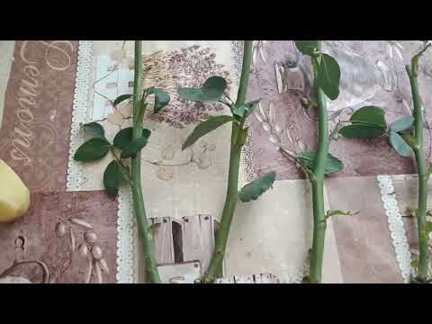 Видео: ОСІННЄ ЧЕРЕНКУВАННЯ ТРОЯНД.ЗАВЖДИ ГАРНИЙ РЕЗУЛЬТАТ.