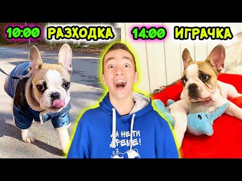 Видео: ДНЕВНА РУТИНА НА КУЧЕТО НИ | ЕДИН ДЕН С ЕГО!