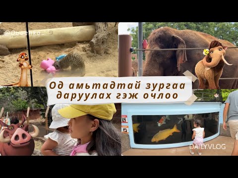 Видео: DAY 47| Хонолулугийн амьтны хүрээлэнд СИМБА, ТИМОН, ПУМБА бүгд байна ...😱😱😱