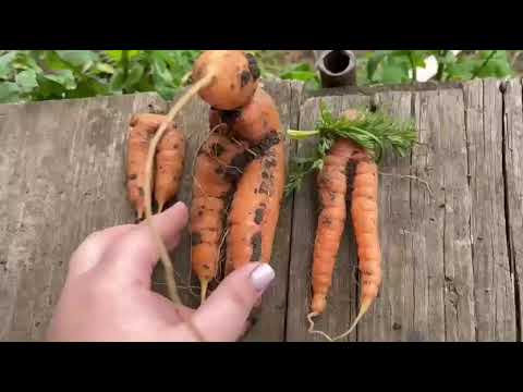 Видео: 28 октября 2025 г.