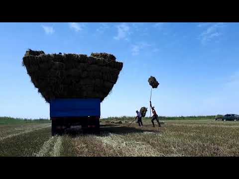 Видео: #Ауылым