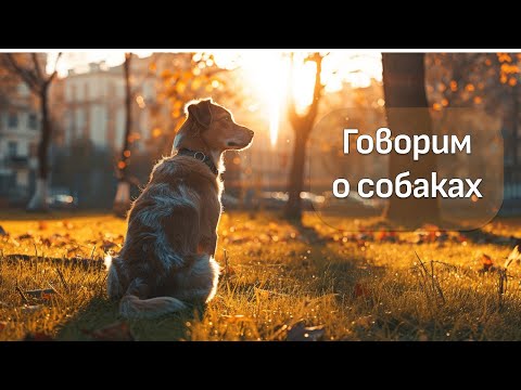 Видео: Собака рычит на ребёнка, отказ от прогулки, пищевая и игровая мотивации.