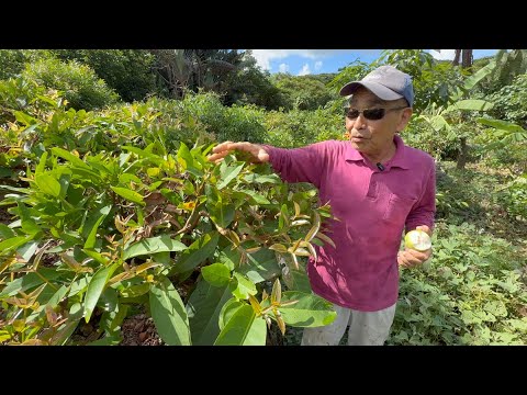 Видео: Метод обрезки для выращивания фруктовых деревьев на высоте пояса