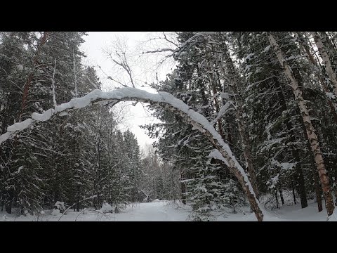 Видео: Трасса для скандинавской ходьбы