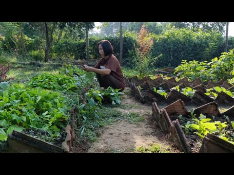 Видео: Медленная жизнь в сельском доме, садоводство, маринованный редис, уютное тушеное мясо с гуся