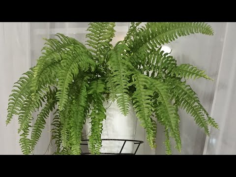 Видео: Растения осенью: обзор на Ноябрь - мои потери, разочарования и новинки