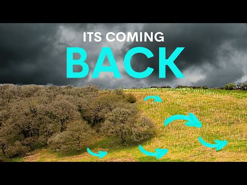 Видео: Потерянные тропические леса Великобритании возвращаются — вот как