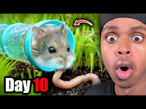 Видео: Может ли хомяк выжить в дикой природе?