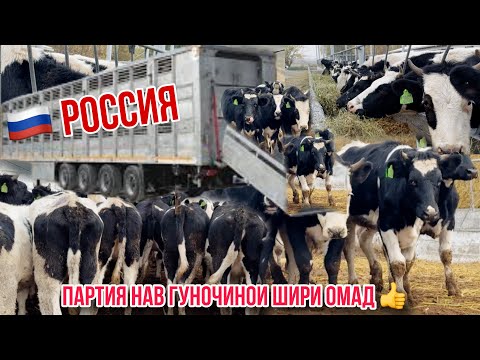 Видео: 13 ноября 2024 г.