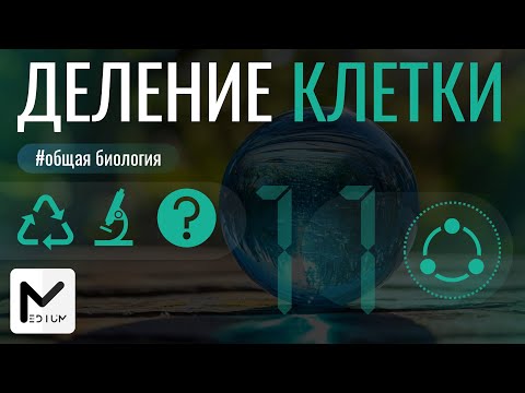 Видео: Жизненный цикл клетки / Митоз & Мейоз / ЕГЭ по биологии