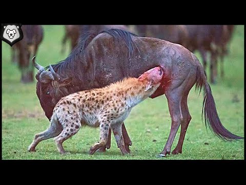Видео: ГИЕНА Напала На БИЗОНА. Вот Что Было Дальше...