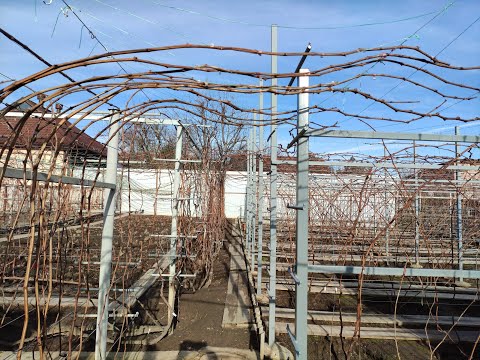 Видео: НАЧАЛО ОБРЕЗКИ ВИНОГРАДНИКА🍇🍇🍇 ТЕЛ.+79054033245, WhatsApp и Viber +79528500417.