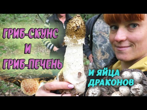 Видео: САМЫЙ ЛЕЧЕБНЫЙ ВОНЮЧИЙ гриб! И пробуем гриб Веселка
