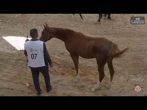 Видео: 1-й чемпионат Al Asayel по чистокровным жеребцам AH 2025 года среди годовиков