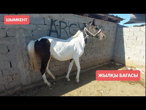 Видео: Шымкент Жылқы бағалары 29.05.24ж