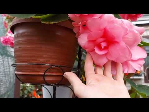 Видео: Бегонии на пике цветения! Обзор от 15 июля 2023 г.