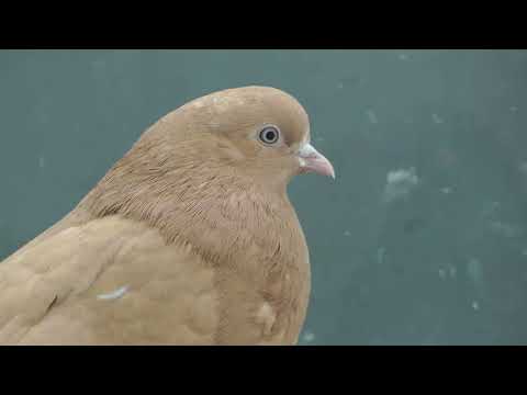 Видео: Такие должны быть Николаевские голуби