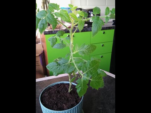 Видео: Интересный эксперимент с пасынками томатов.