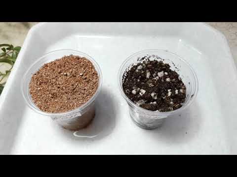 Видео: Мирты. Обзор, черенкование .