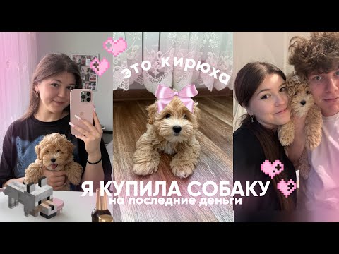 Видео: Я ЗАВЕЛА СОБАКУ | Мальтипу f1| Это было ошибкой?