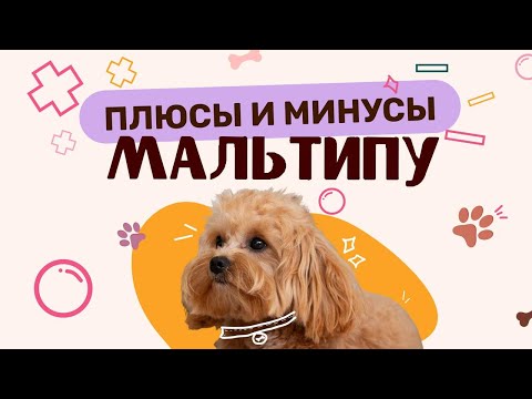 Видео: Плюсы и минусы породы Мальтипу.