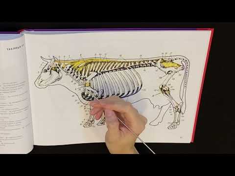 Видео: Соединение костей осевого скелета