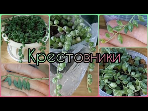 Видео: КРЕСТОВНИКИ🌱Бусики🌷Они же Зеленый горошек🌱Ампельные суккуленты🌷Уход🌱Размножение🌱Содержание🌷Полив🌱