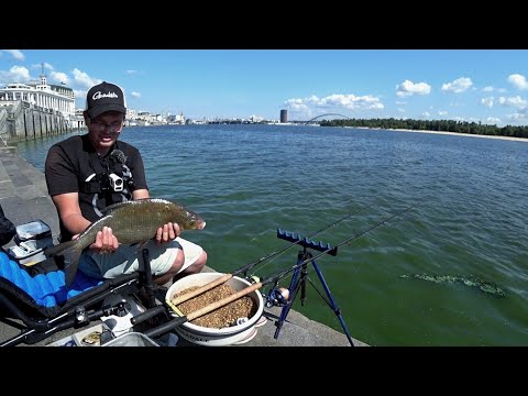 Видео: #рыбалка #фидер #лещ   Такі монстри живуть в центрі Києва 🐟 Риболовля на набережній 2024🇺🇦