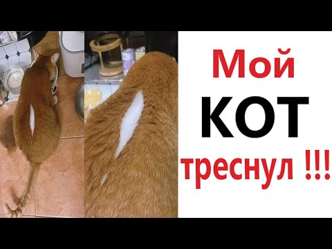 Видео: Приколы - мемы - МОЙ КОТ ТРЕСНУЛ!!! Смешные видео - Доми шоу!