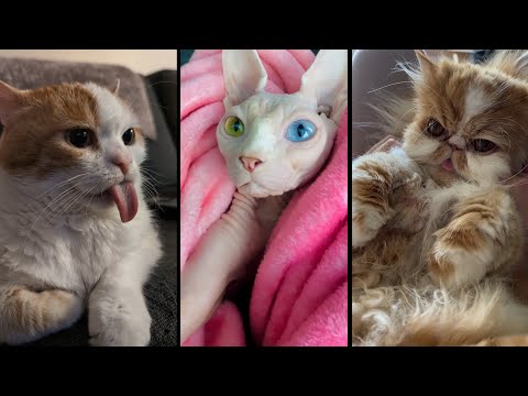 Видео: Funny and cute CATS 🐱Videos🔶 Сompilation # 34🔶