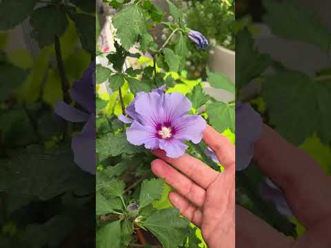 Видео: Сад на балконе, обзор растений