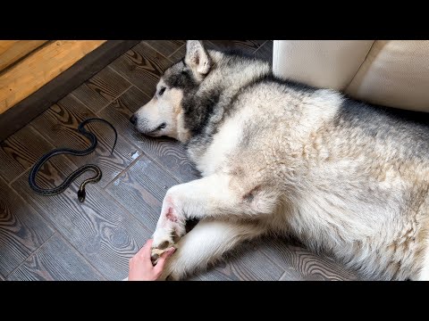 Видео: НАШЛИ ЗМЕЮ / ТРАВМА У СОБАКИ