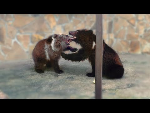 Видео: ПЕРВЫЙ КОНТАКТ! Мы ТАК ЭТОГО ЖДАЛИ! Лейла и Миша ОБЩАЮТСЯ и ИГРАЮТ! Им даже апельсины не нужны!