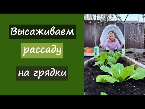 Видео: Высаживаем рассаду на грядки