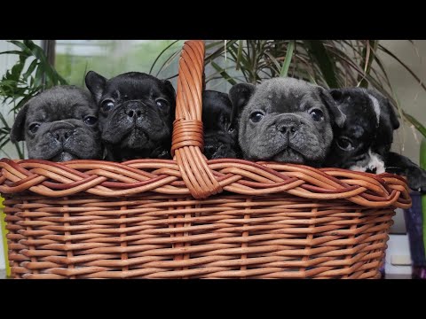 Видео: Малышам 1 месяц и неделя