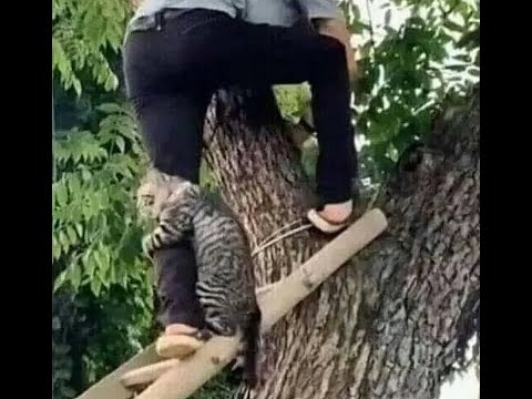 Видео: 😸 Потрясающе смешные видео с животными для поднятия настроения! 🐈 Улыбнитесь! 🐱