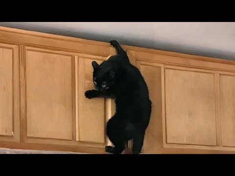 Видео: Когда у вашего кота самые странные хобби на свете 😹 Самый хитрый маленький воришка!