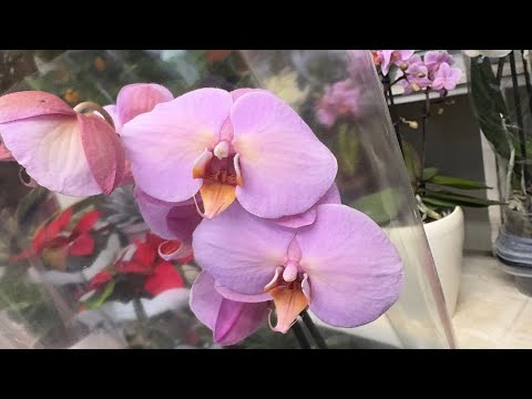 Видео: Погуляем?! 🚶‍♀️Орхидейный обзор 🌸Прогулка по Кишинёву 🍒 Содержание видео в описании👇