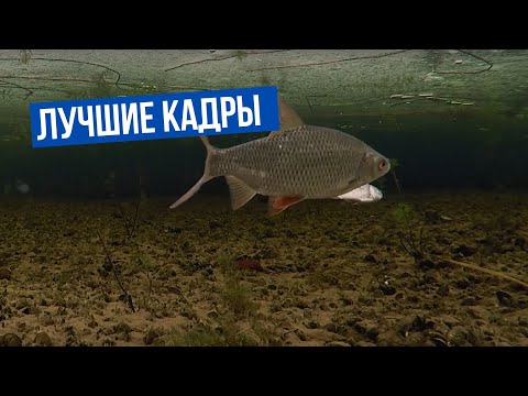 Видео: Лучшие кадры \ Подледный мир с Владимиром Солоповым