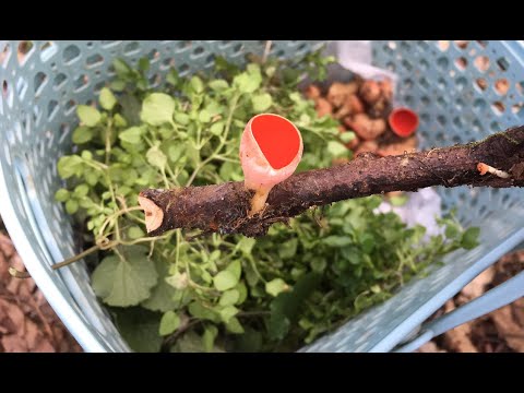 Видео: Навесні до лісу, як у супермаркет: збираю та готую перші весняні зелень та гриби.