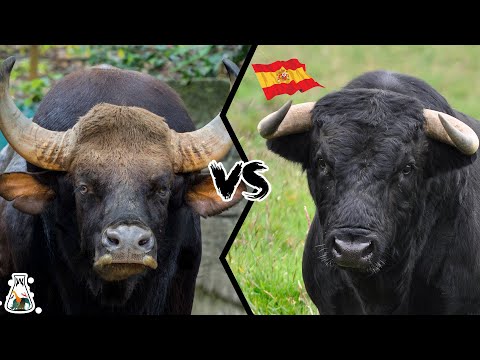 Видео: ИНДИЙСКИЙ ГАУР ПРОТИВ ИСПАНСКОГО БЫКА — Что, если бы они подрались?