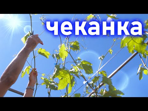Видео: Чеканка побегов винограда.