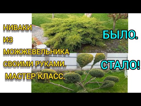 Видео: Был МОЖЖЕВЕЛЬНИК,стал НИВАКИ!#juniperniwaki #нивакиможжевельник#ниваки#можжевельник#бонсай#обрезка